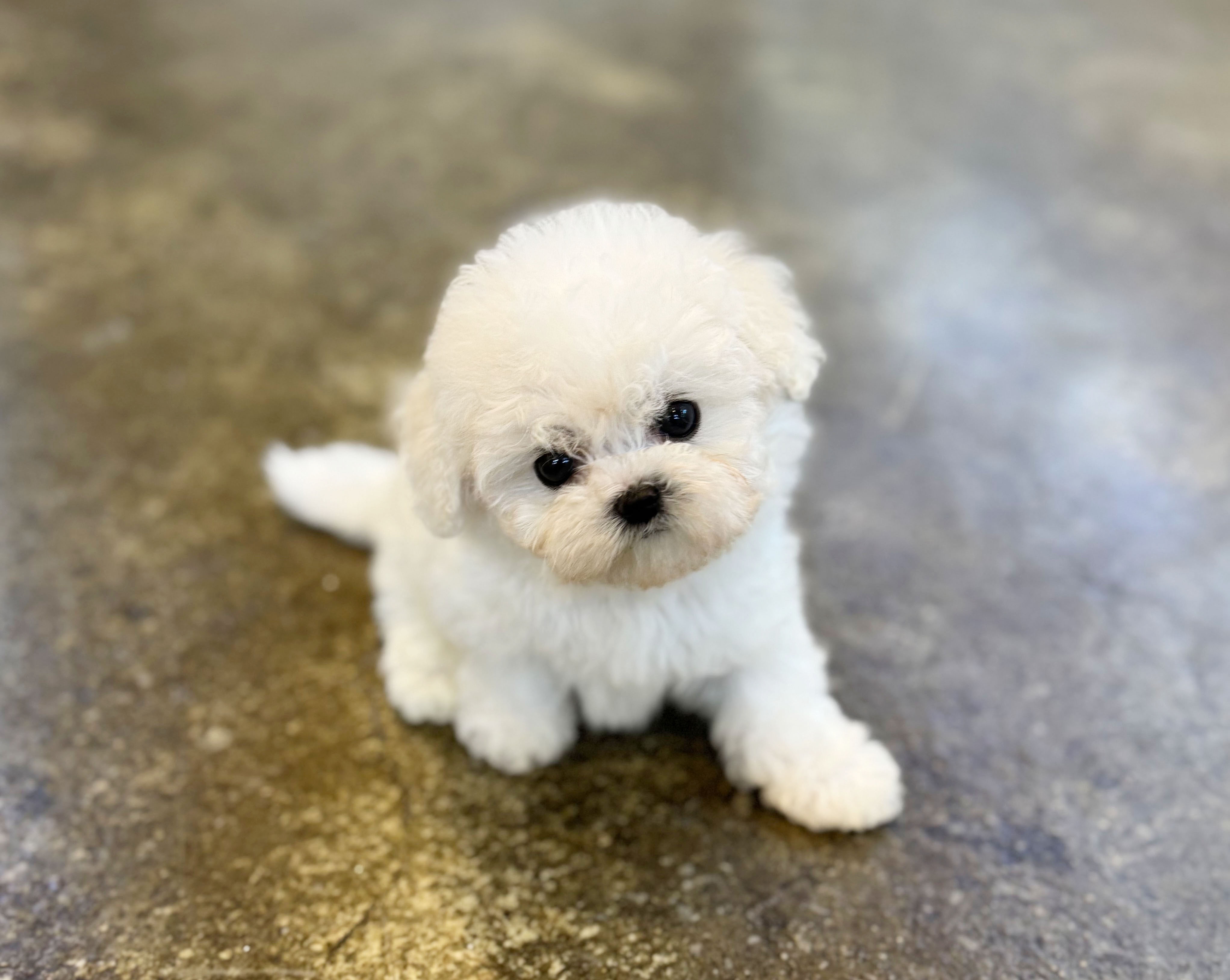 미니비숑분양합니다(10만원부터)